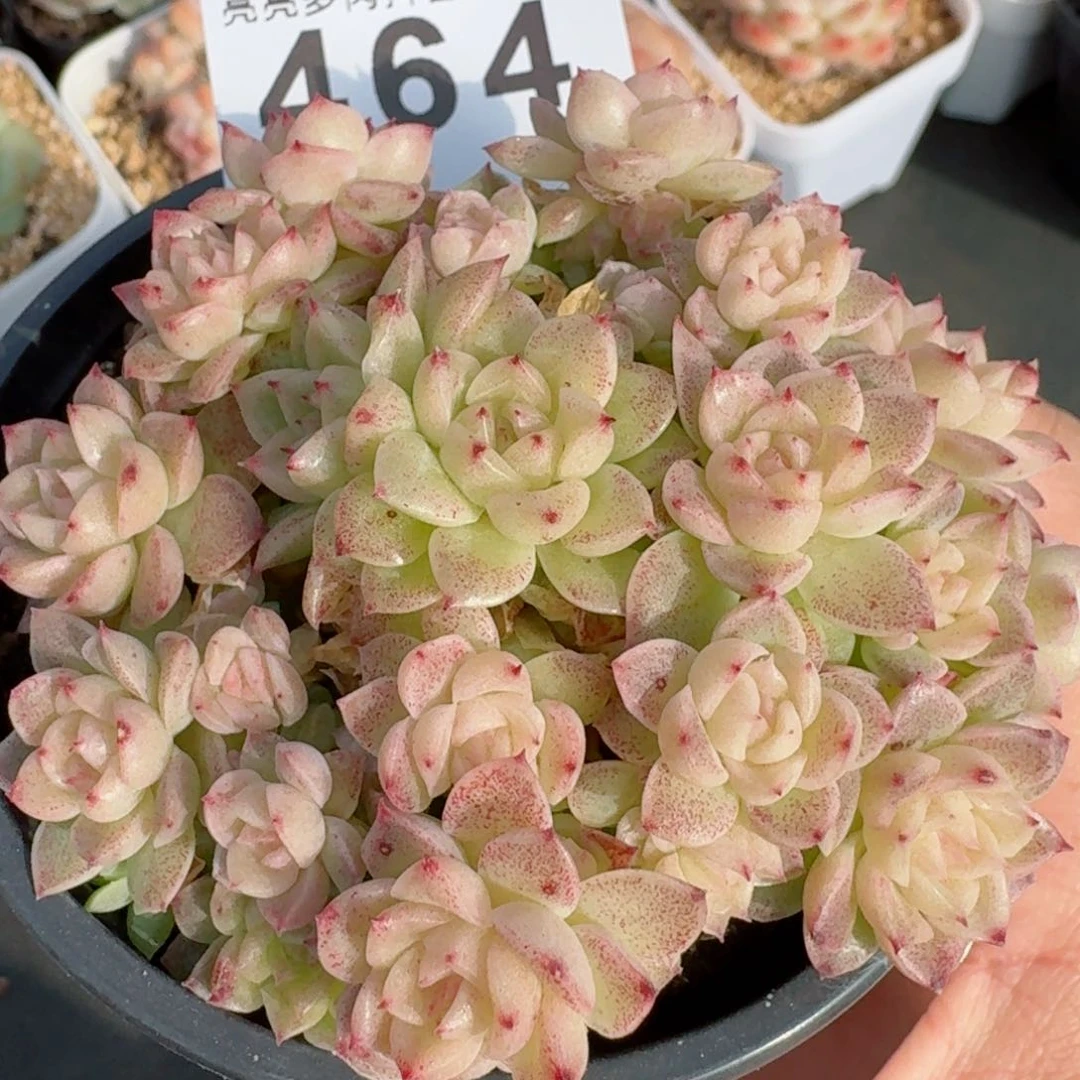 麦秆群生整装         精品多肉