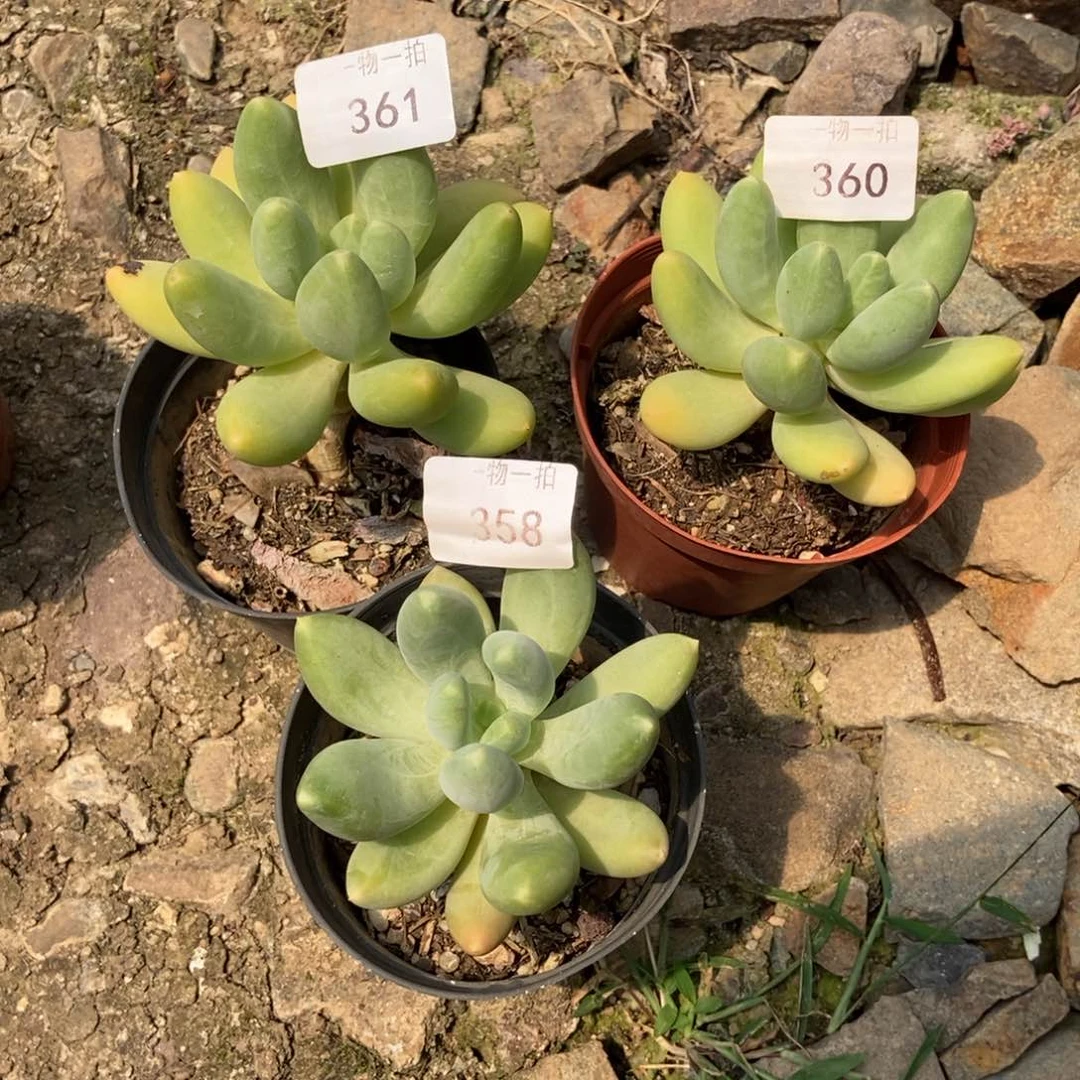 夜***航一物一拍 360 361 358