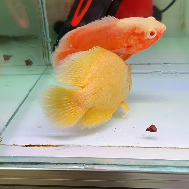 烈***狮海水啊啊啊啊啊啊啊啊