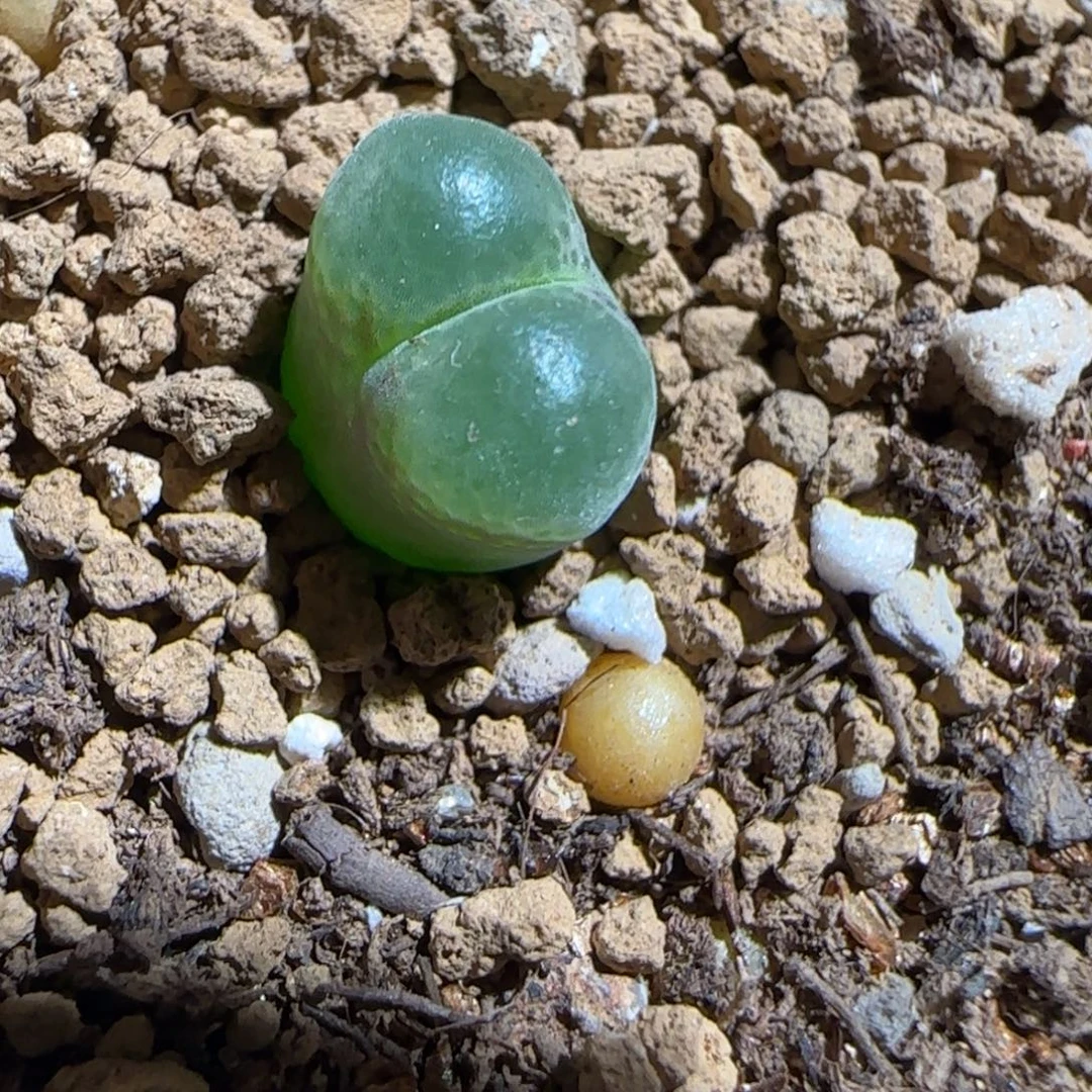 肉锥多肉植物组合-胖虎357