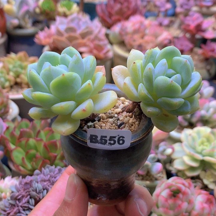 一物一拍含盆土满38包邮B556