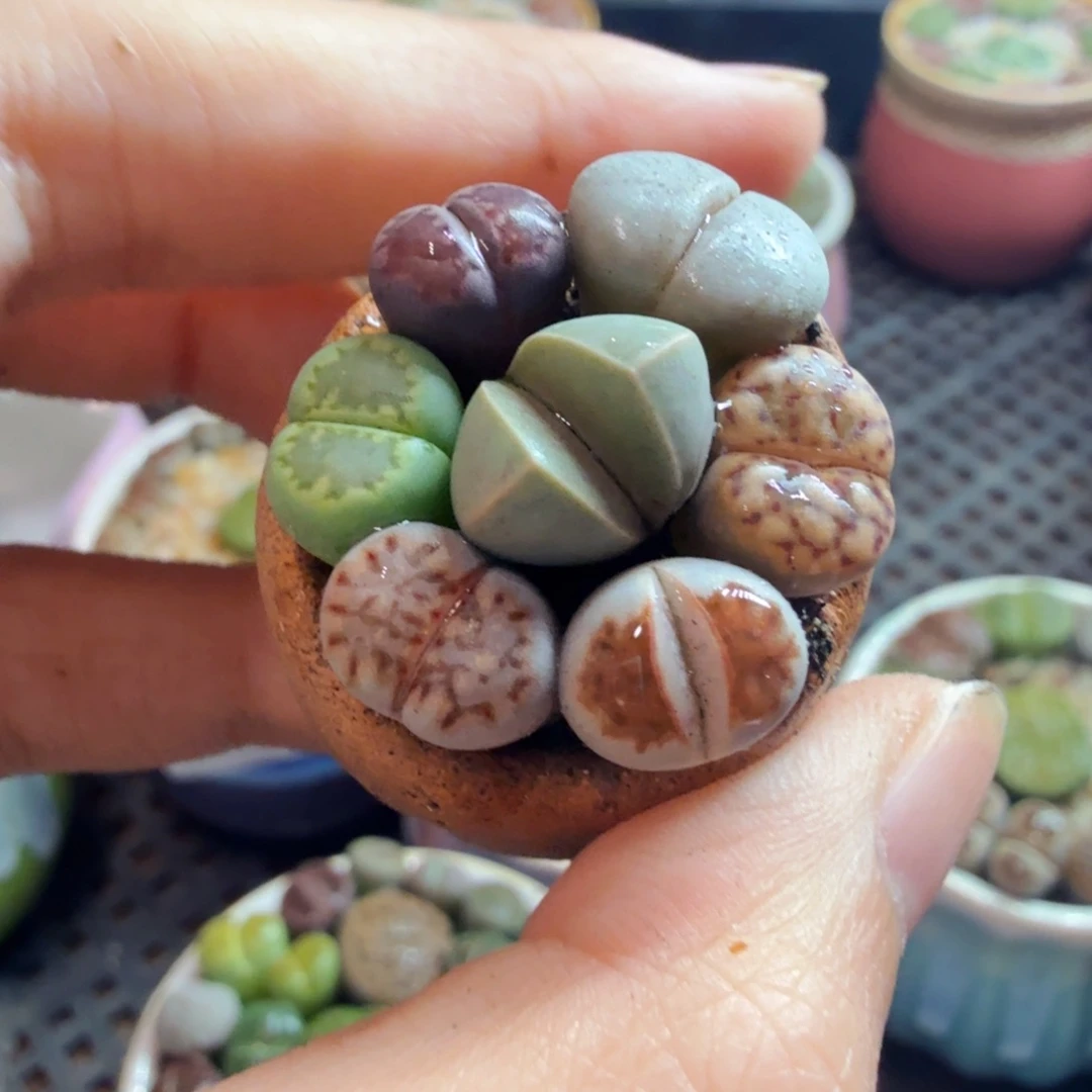 多肉植物开播福利659