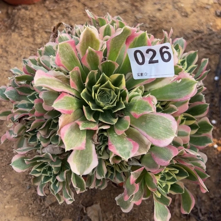 白凤多肉植物026