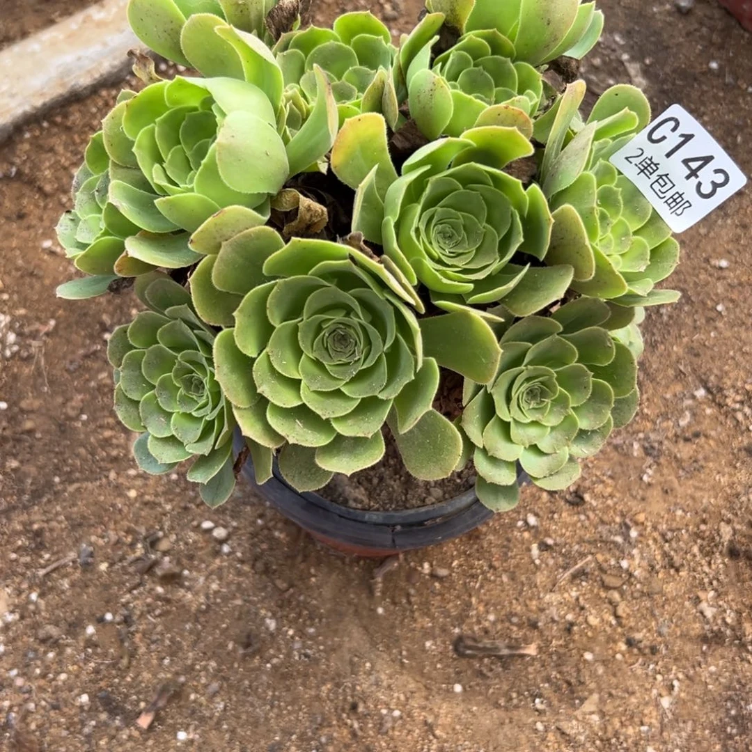 143多肉  绿羊绒 不包断头