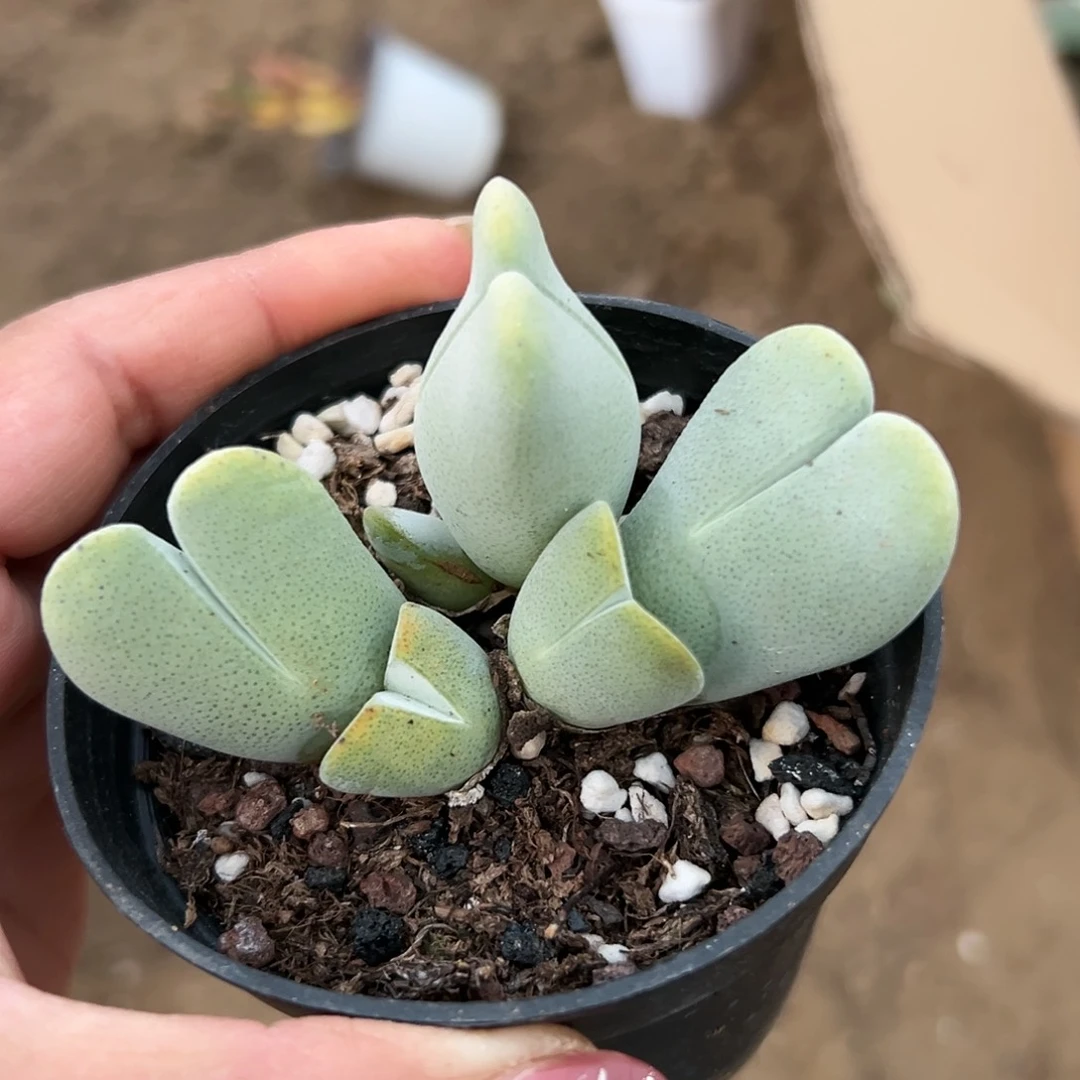 多肉植物多肉植物