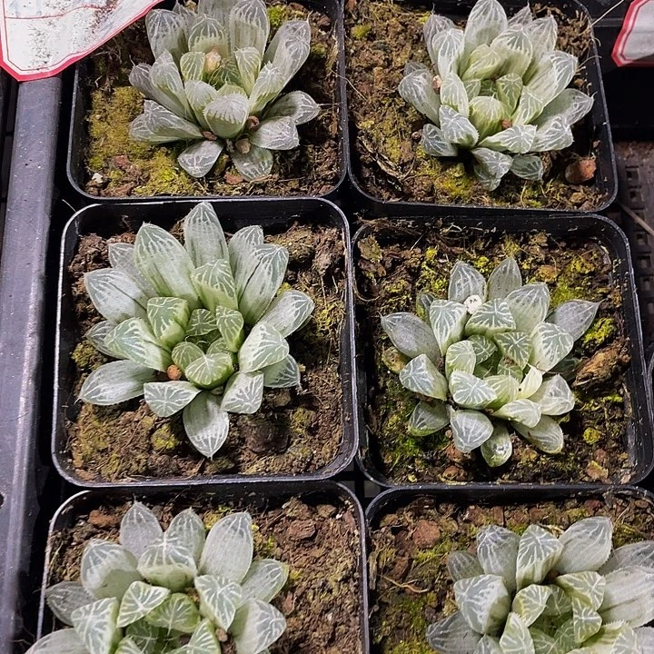 白斑玉露带盆土发