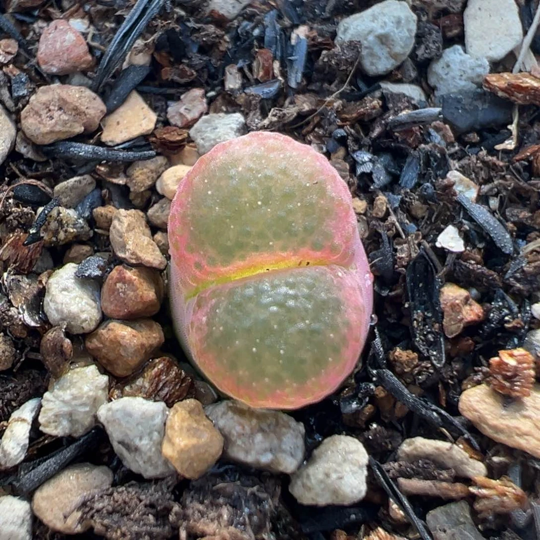 1304多肉植物樱花芭比