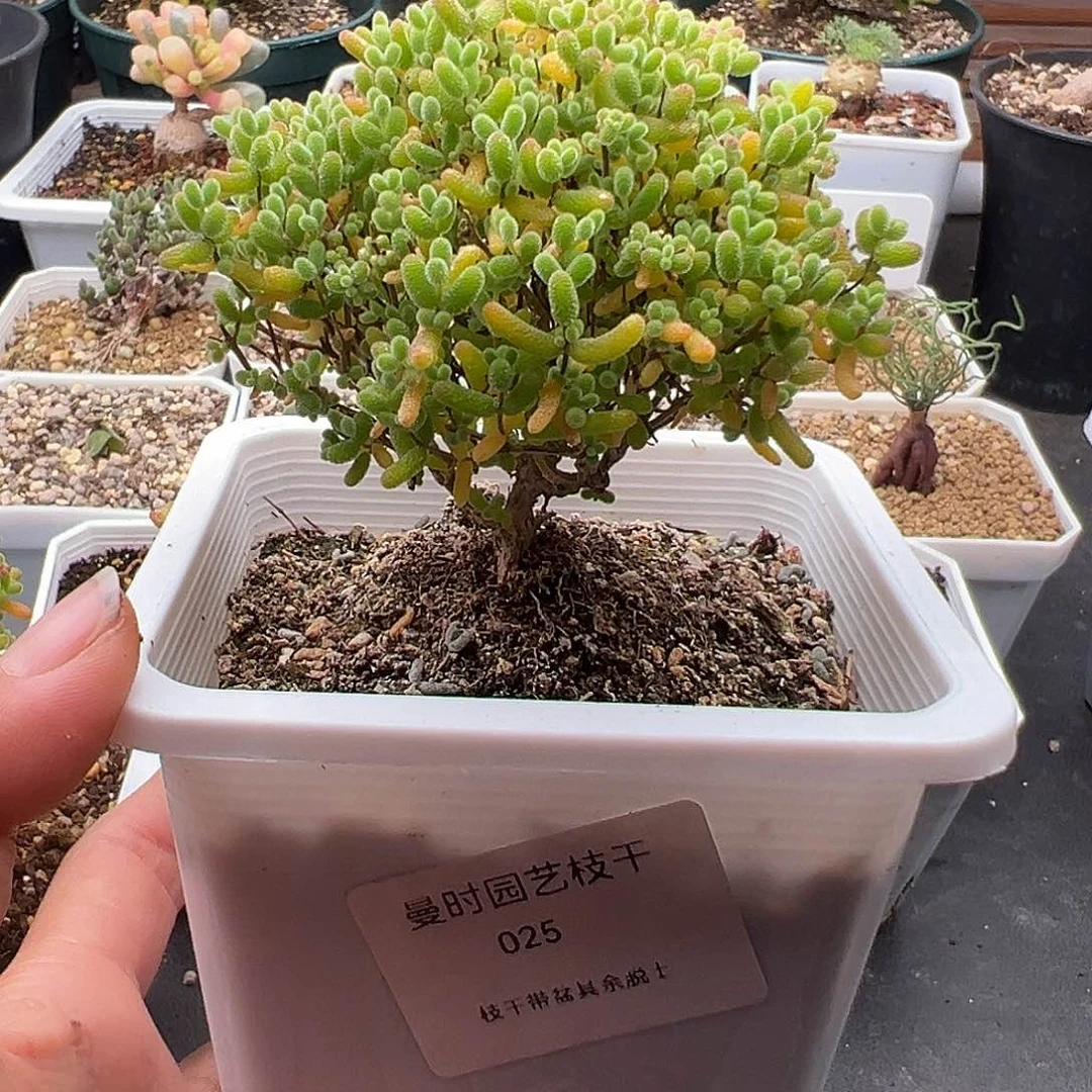 周*好25号密橘糖球开播福利12.1多肉