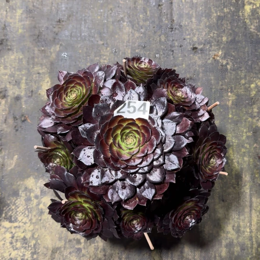 我**姐254！黑森林法师多肉植物