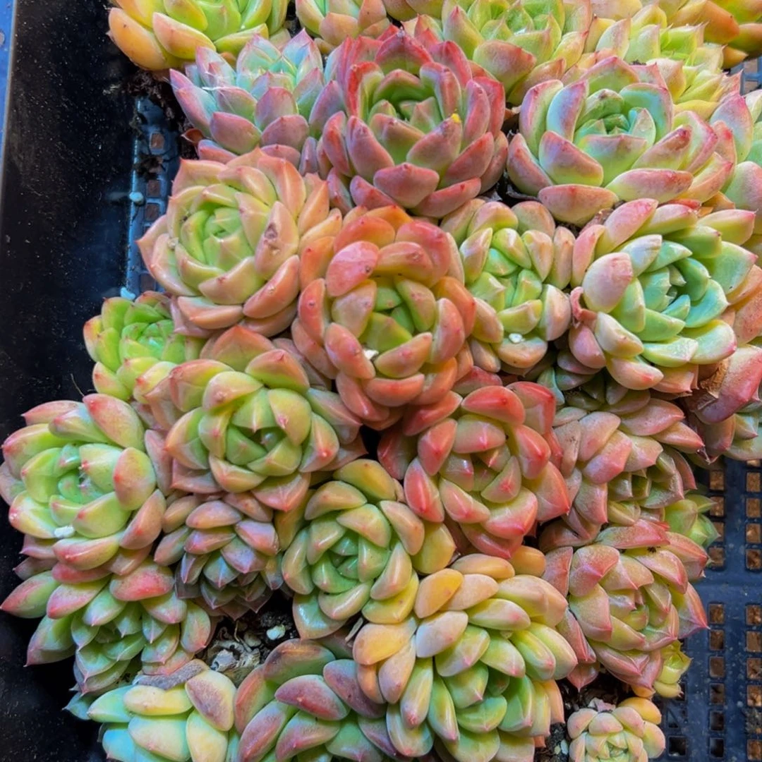 426多肉植物的生长发育