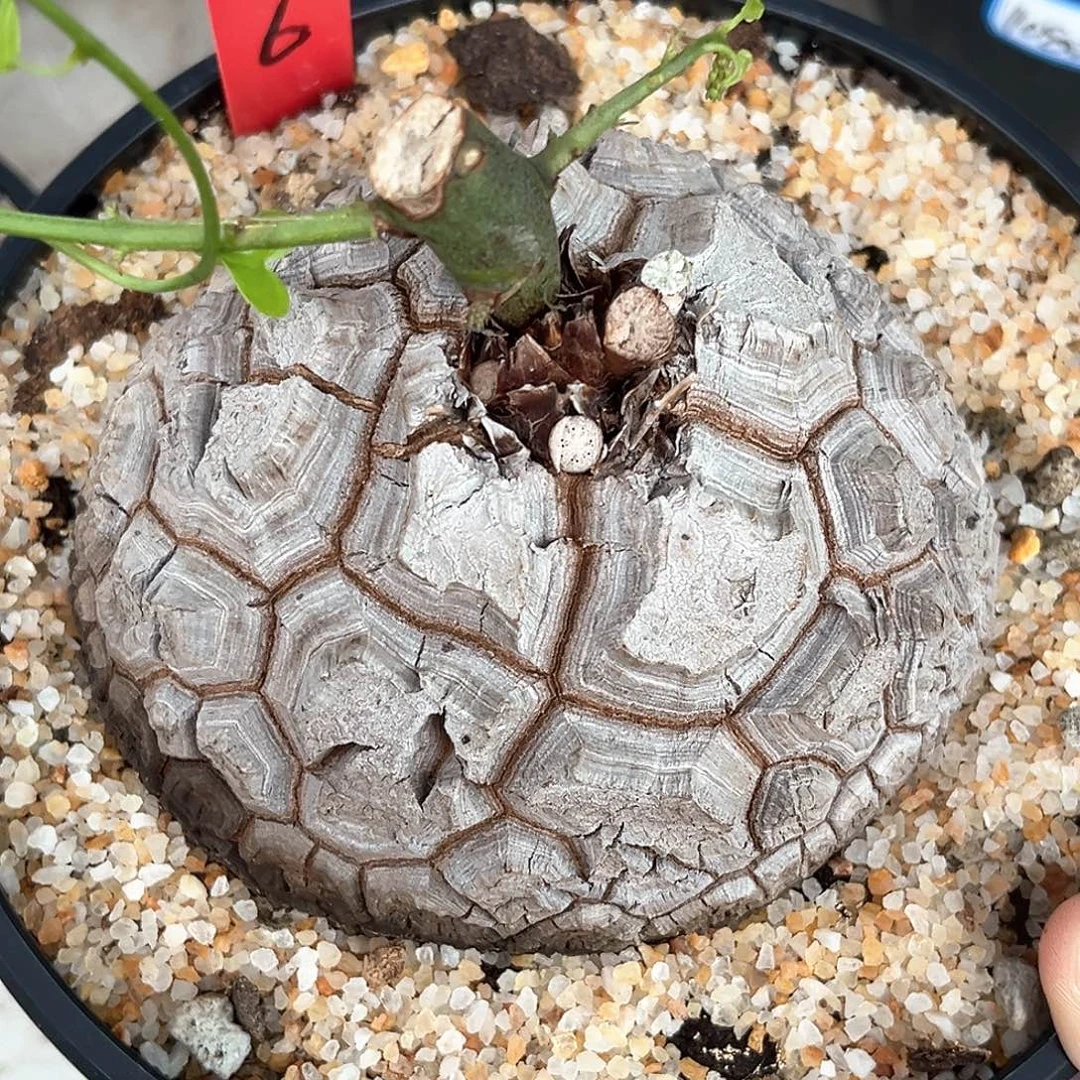 潮流植物白皮大甲，126