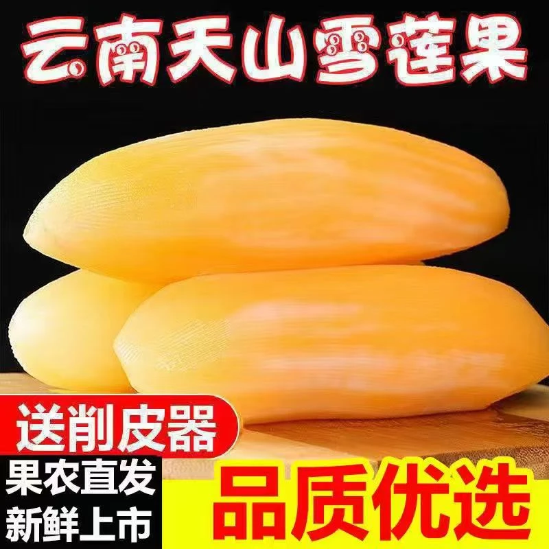 T1云南天山雪莲果应季新鲜现挖清甜脆爽多汁黄心水果