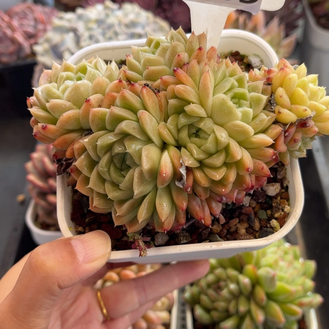 1069 天冷必拍保温箱