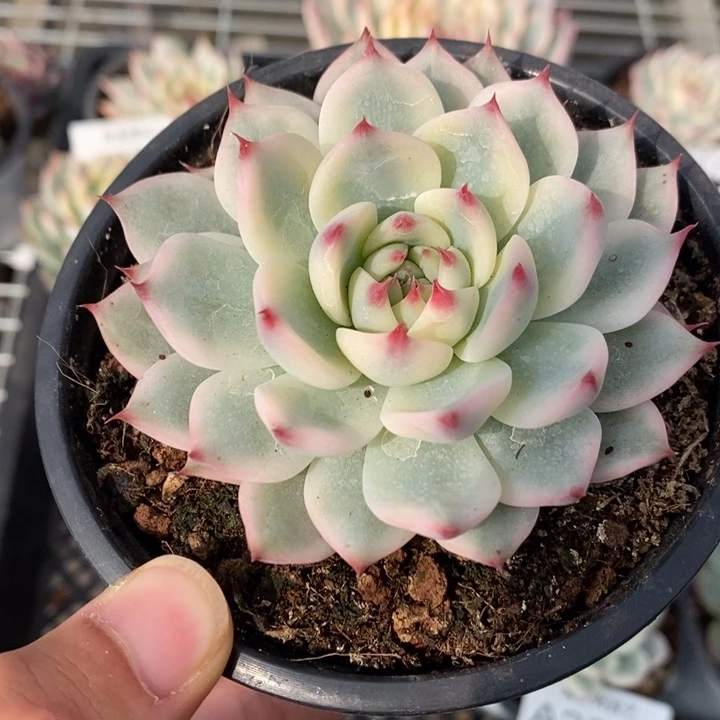 吉娃娃锦多肉植物A2565