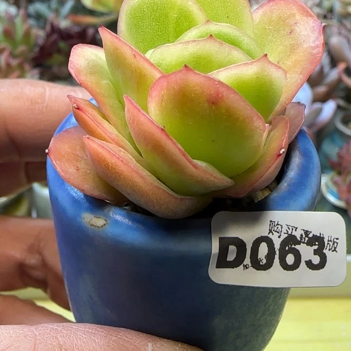D063一物一拍多肉