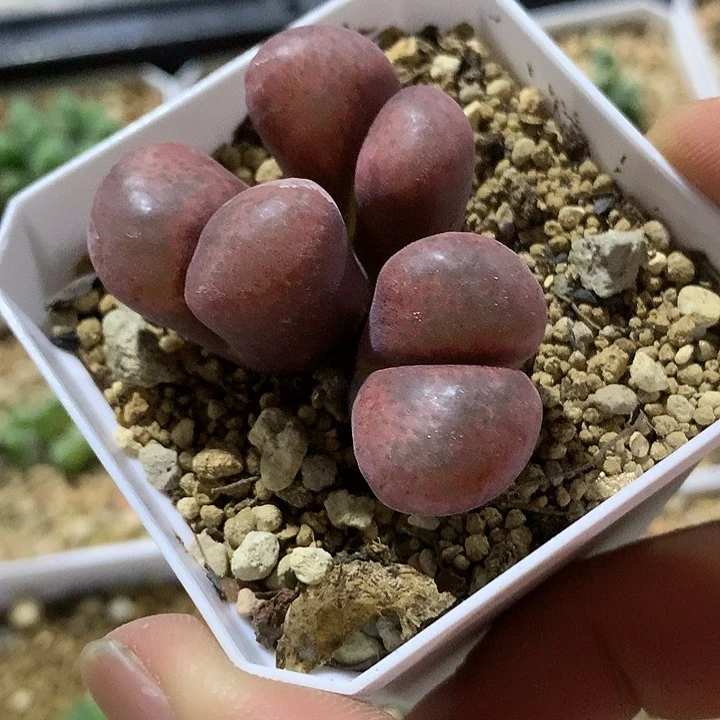 精品多肉植物精品多肉