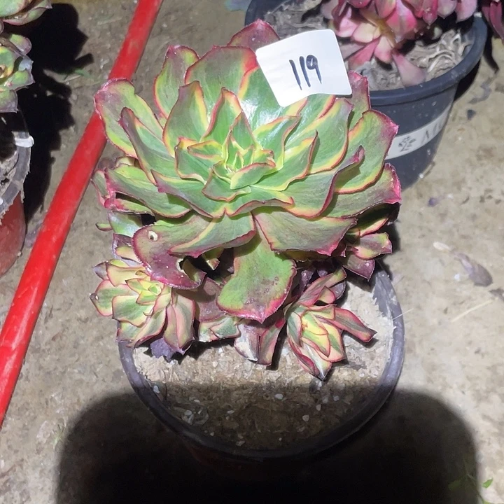 法师植物魅影法师119