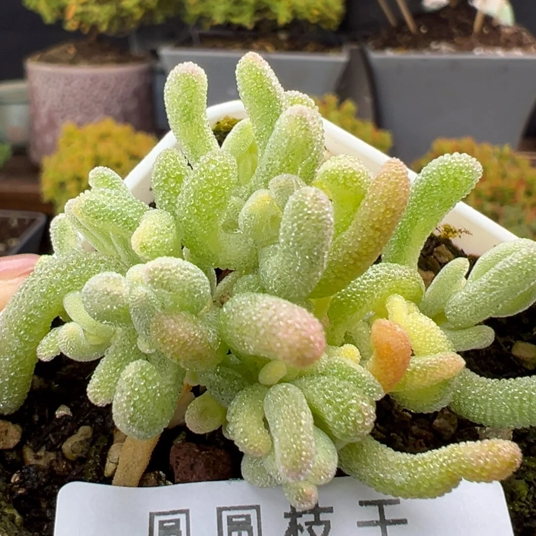 dy5390橙叶锦冠幅4.5cm