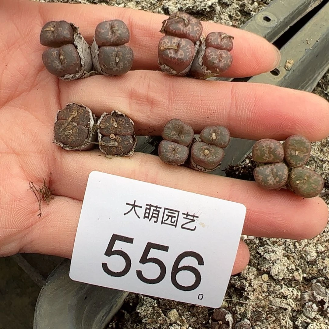 量拍以下1颗卡帕勋章。 556