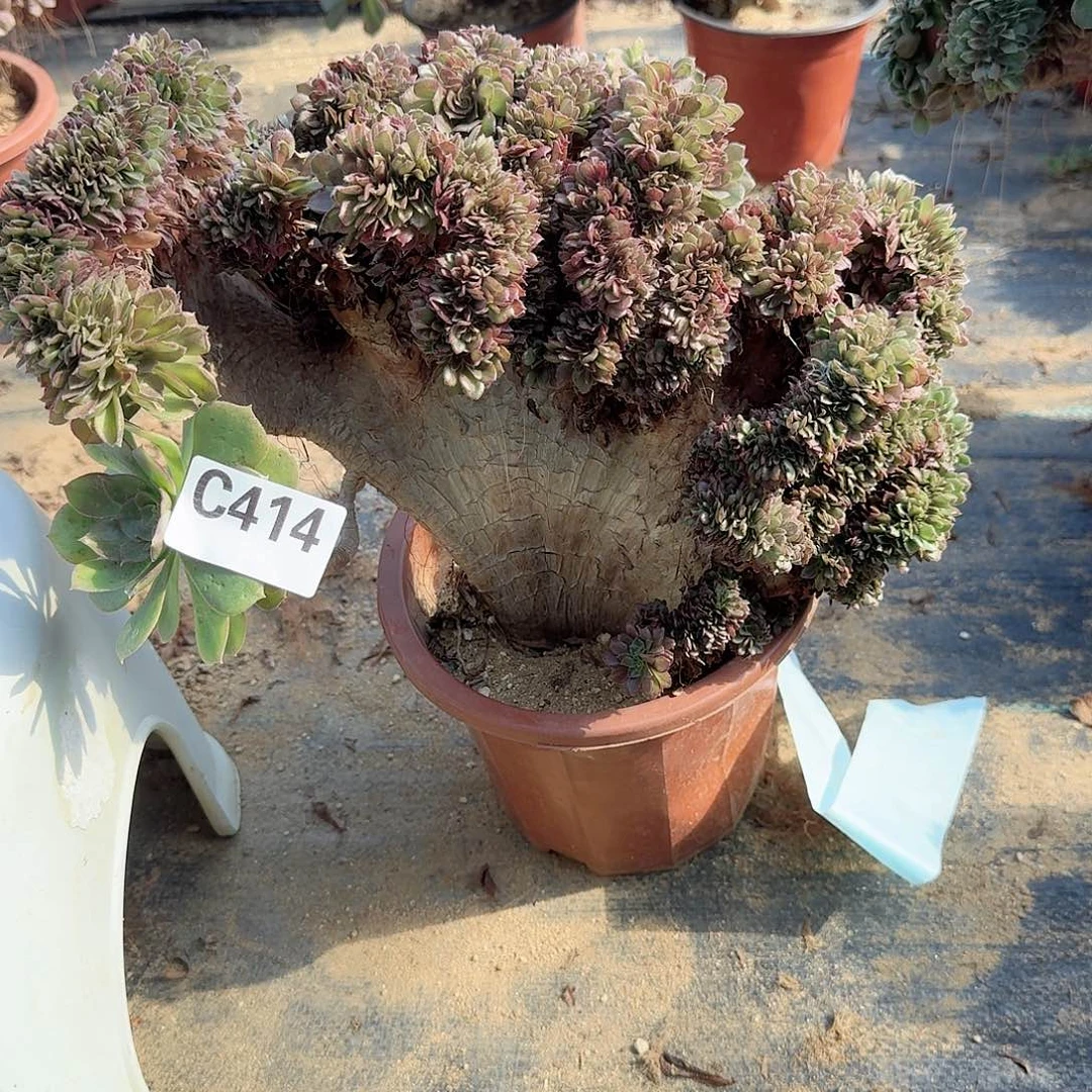 414万缀一颗呀呀