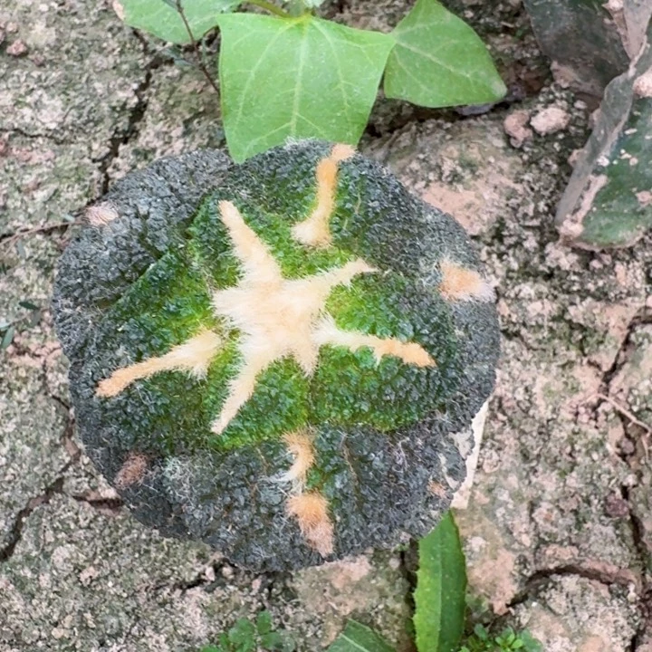 无花朵养****光073大尤哥连牡丹一号