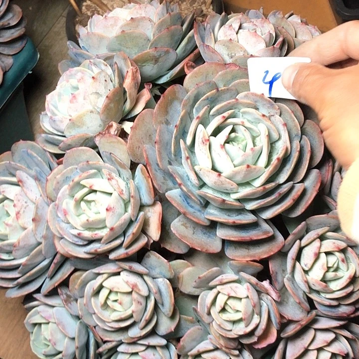 阳**丽40////////////////