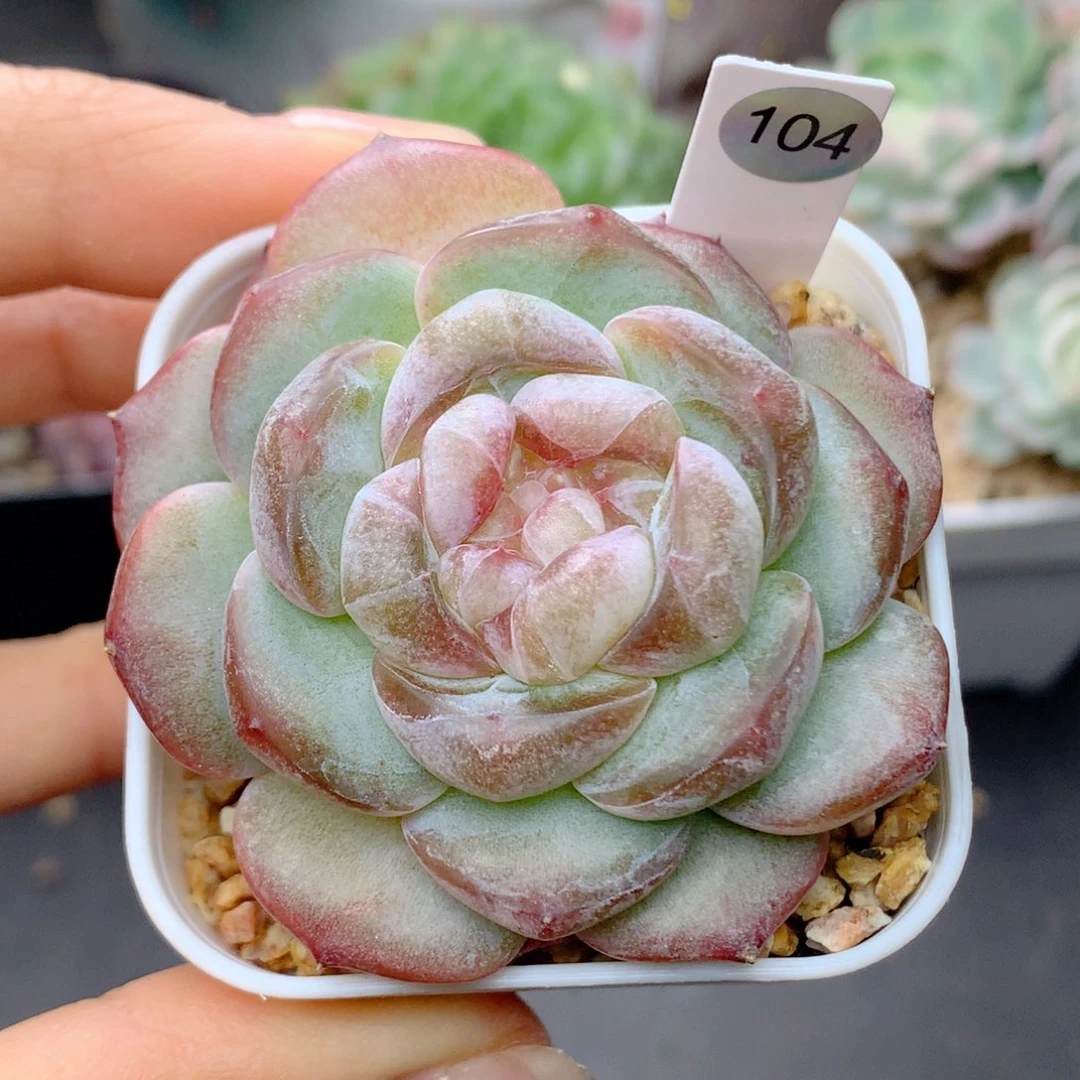 58包邮  群生不包整104