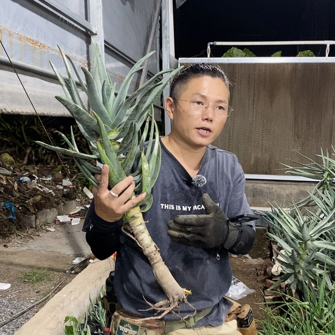 一物一拍二岐芦荟 70公分