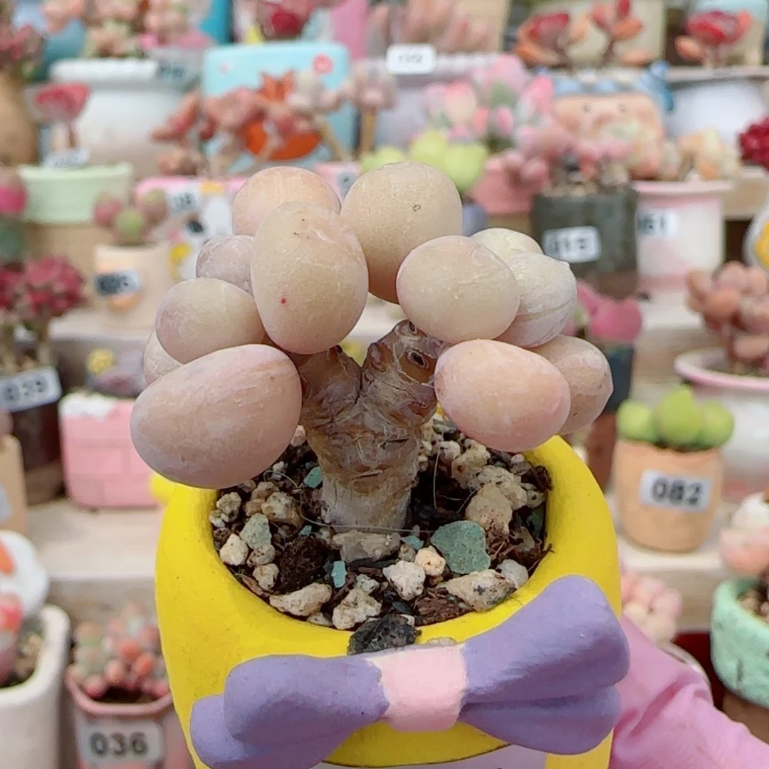 -***鸡造型蛋黄奶 盆口3cm