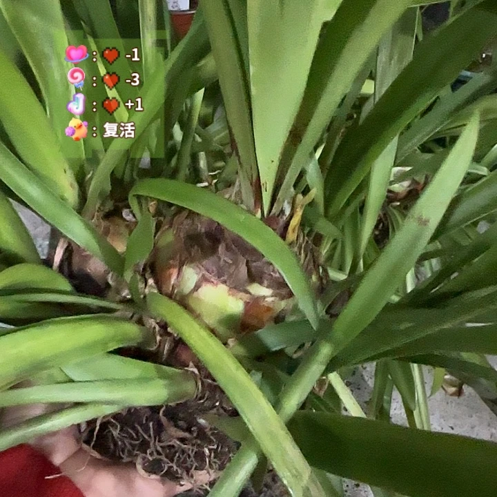 台朱球7cm带30侧，裸球发货