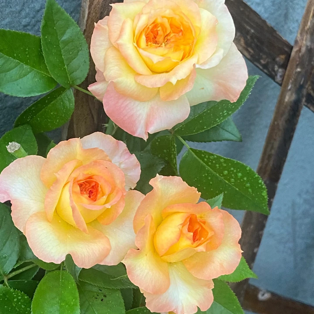 橘子酱四季开花浓香月季