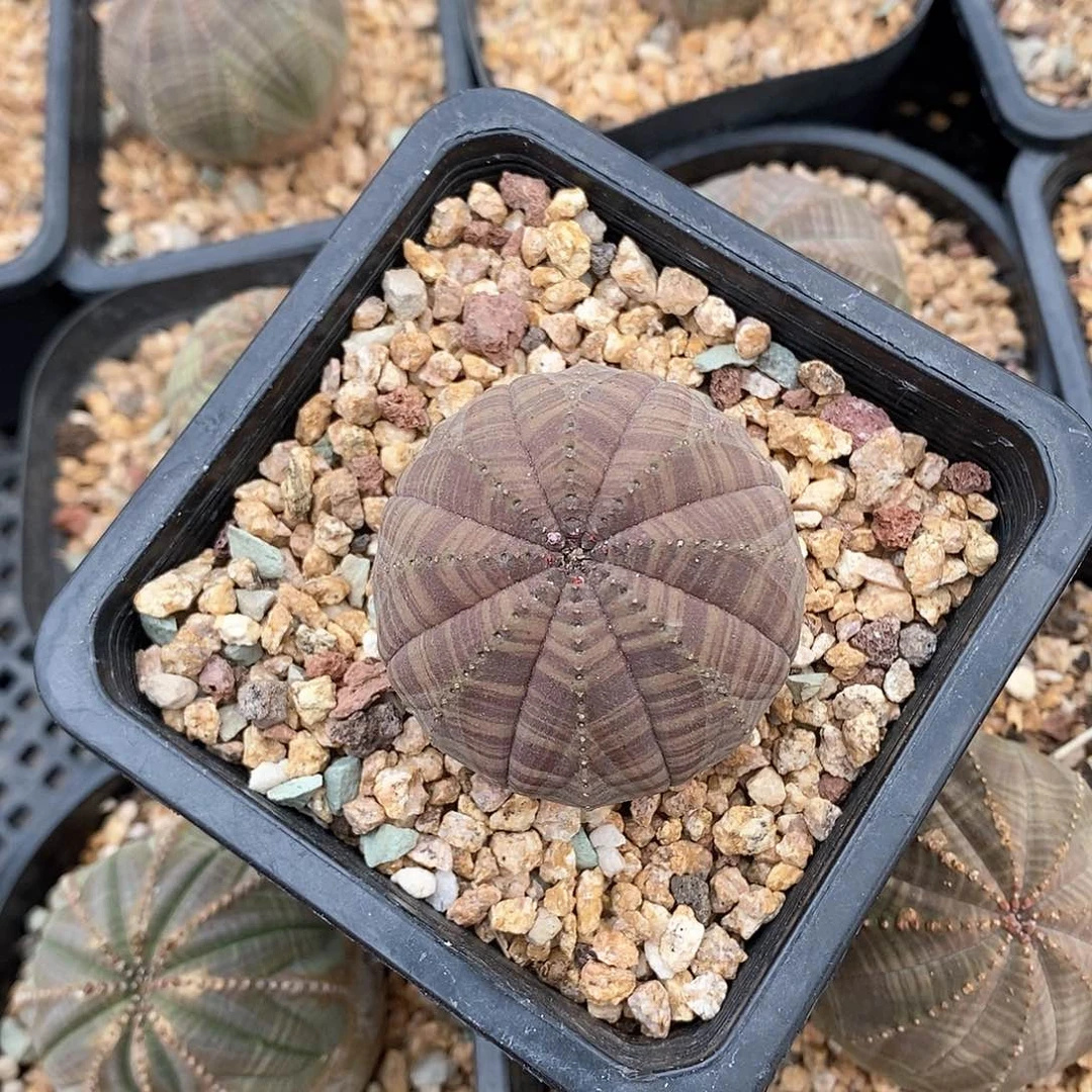 欧系实生布纹球多肉植物