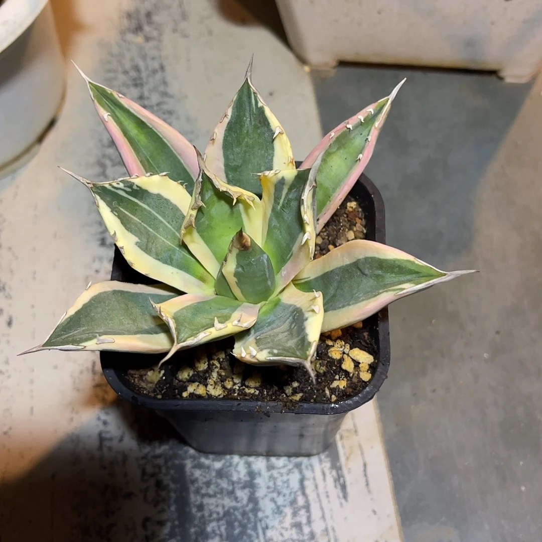 龅牙锦龙舌兰一物一拍