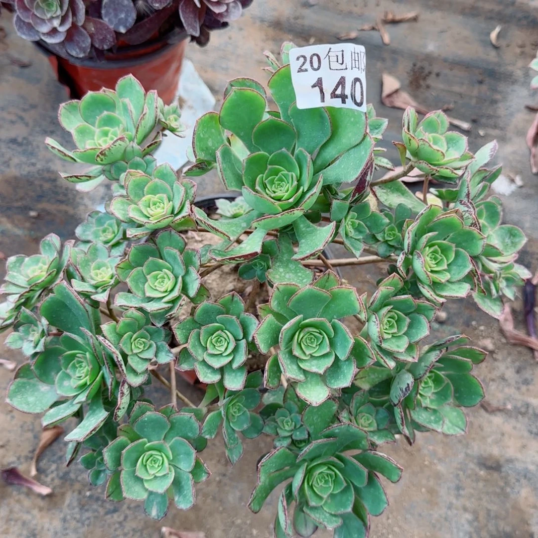 青衣多肉140满20包邮断枝不包