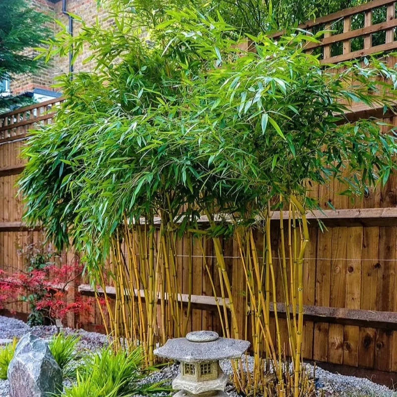 四季青竹紫竹罗汉竹黄金竹耐寒庭院花园观赏植物盆栽地栽竹苗