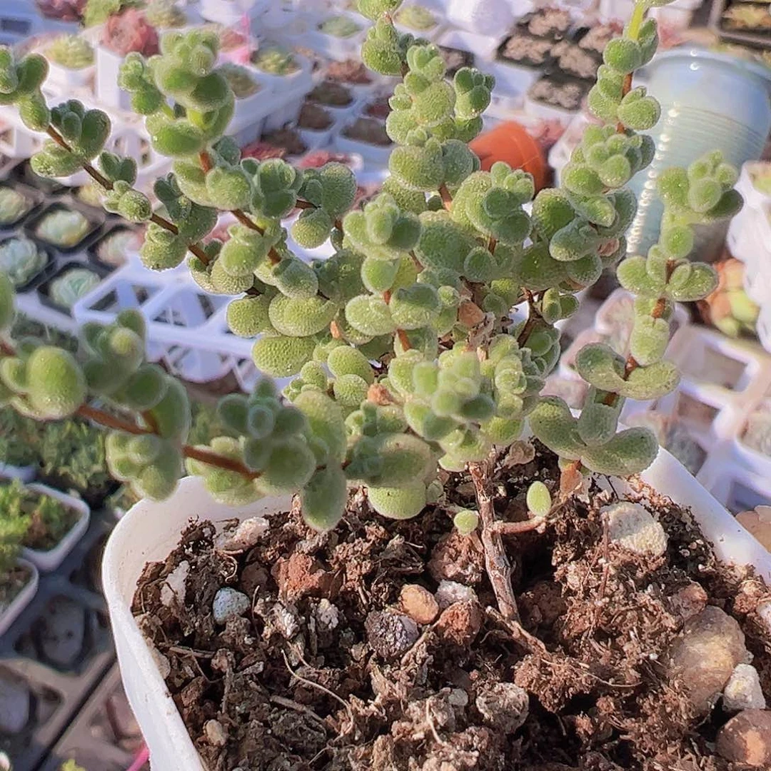 莱斯枝干19包邮多肉