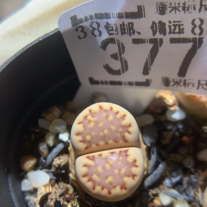 zzz好喜欢这个啊377