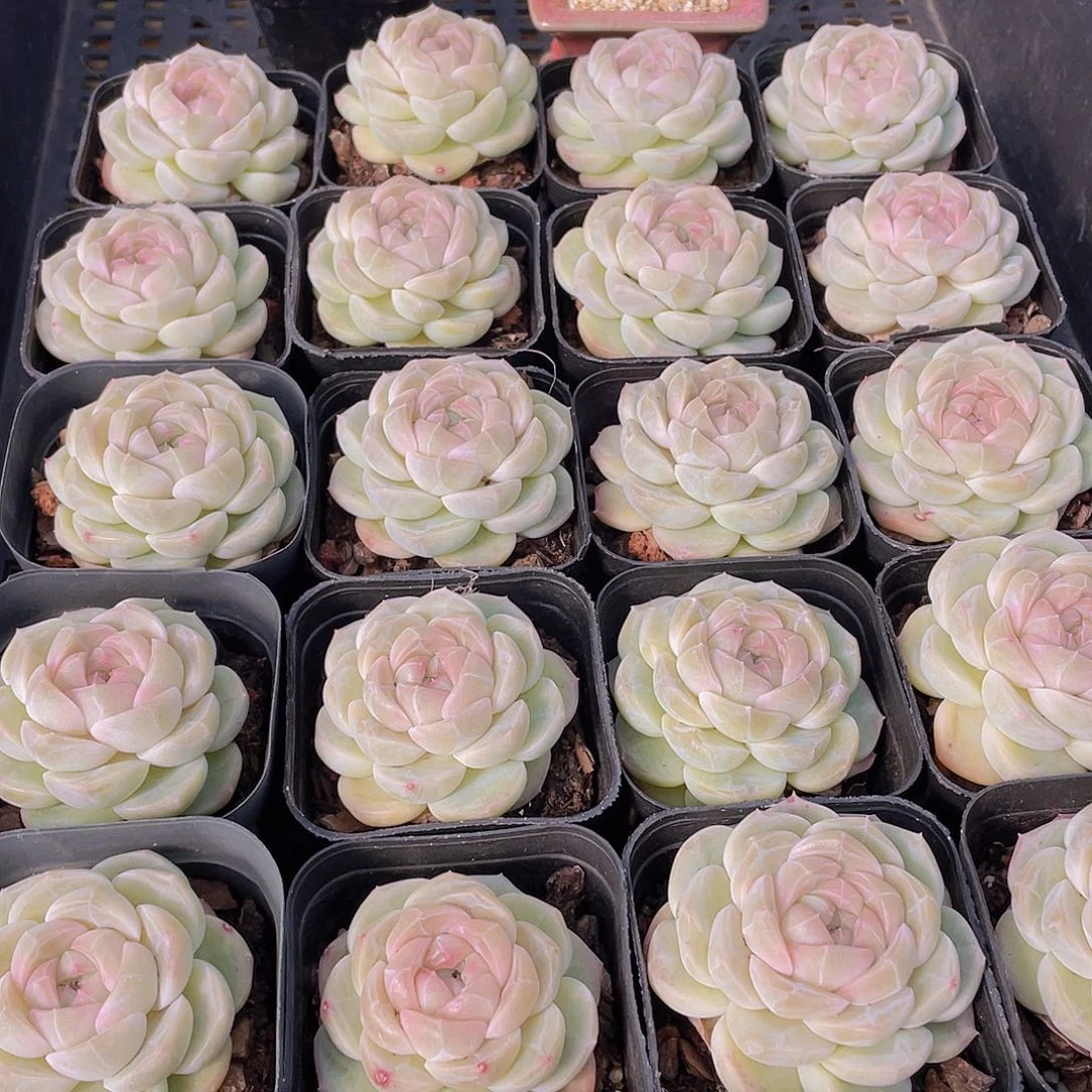 量拍27号 雪团子单头一个