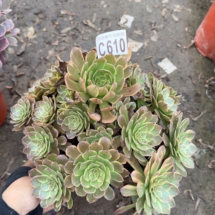 半夏……多肉植物……