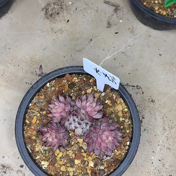 长****王子哥生日快乐，生日快乐