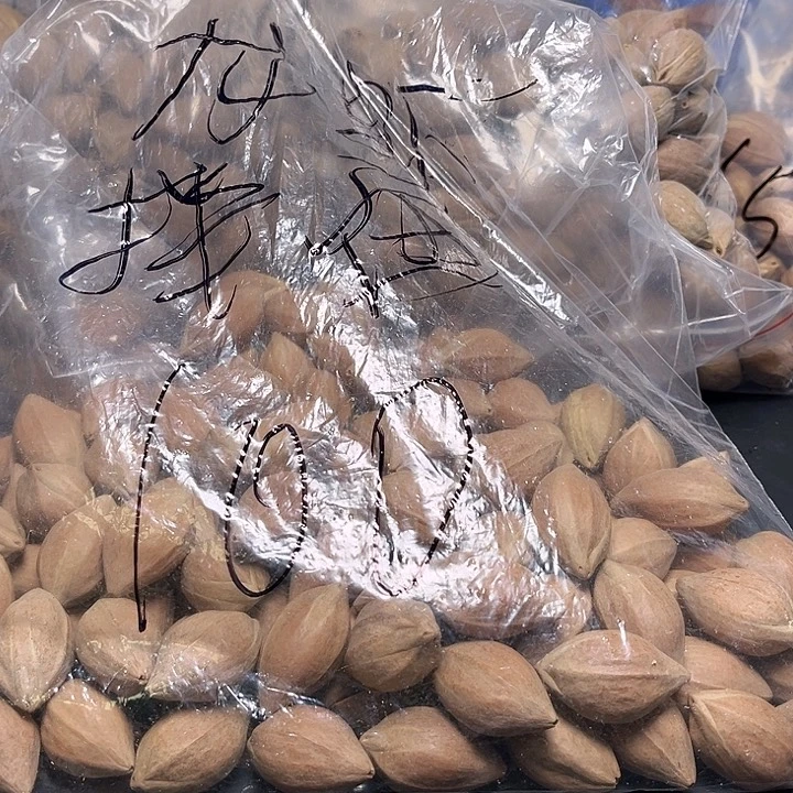 龙***面橄榄核手串/手链121