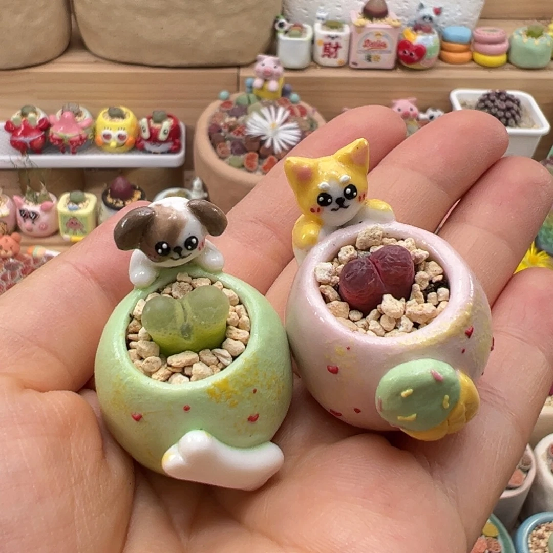 多肉植物84号一起