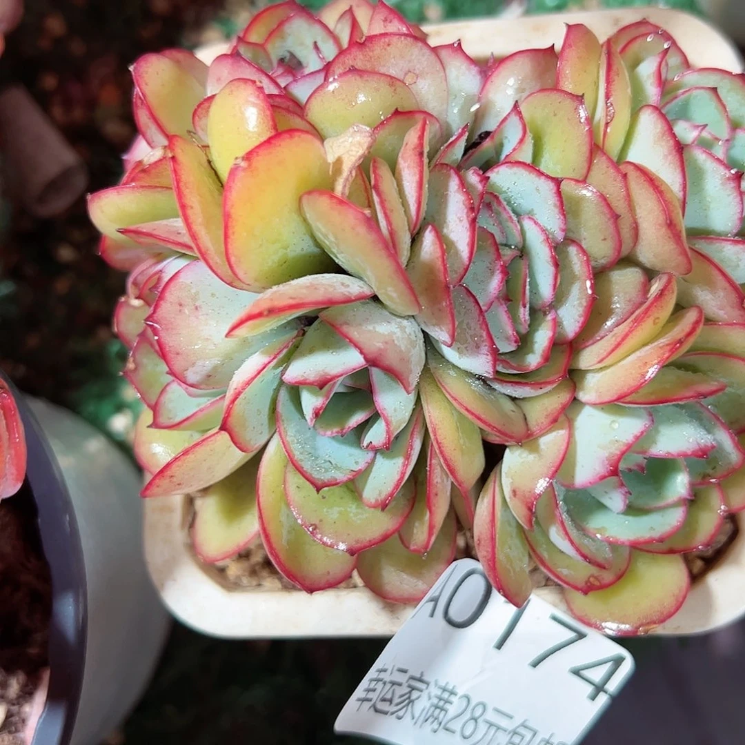 幸运的是我的朋友