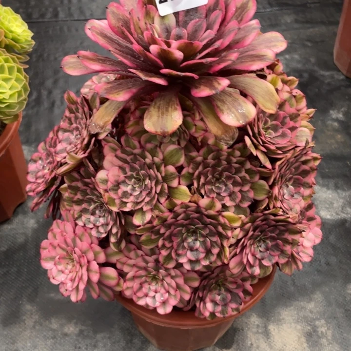 宝***鑫粉体2193号多肉植物