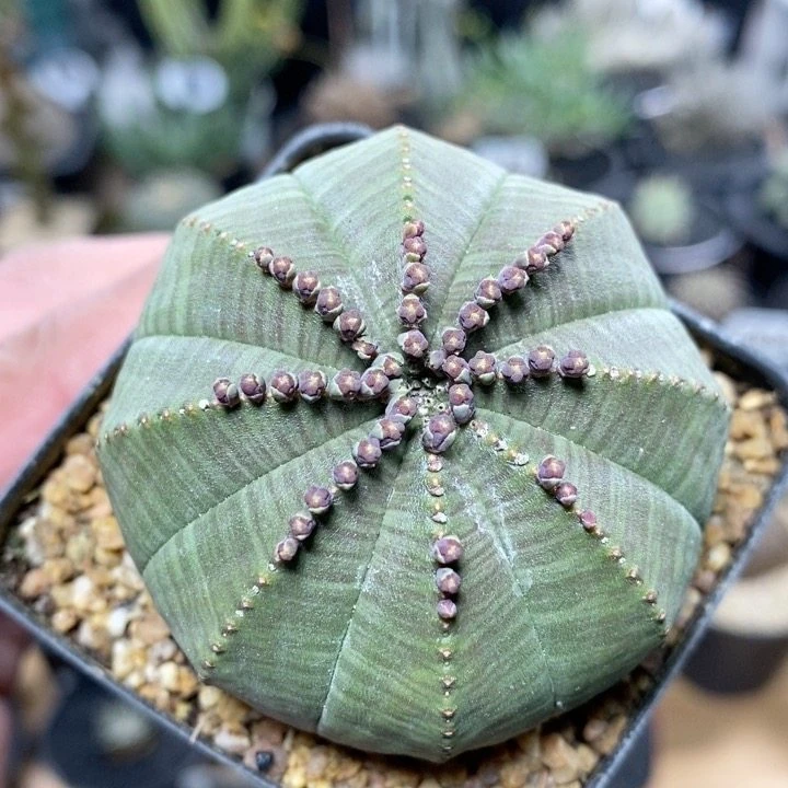 405号实生欧系布纹球5.9cm