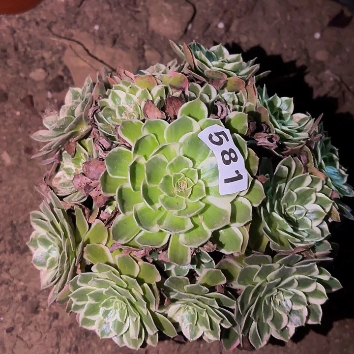 581玉芙蓉多肉植物不售后