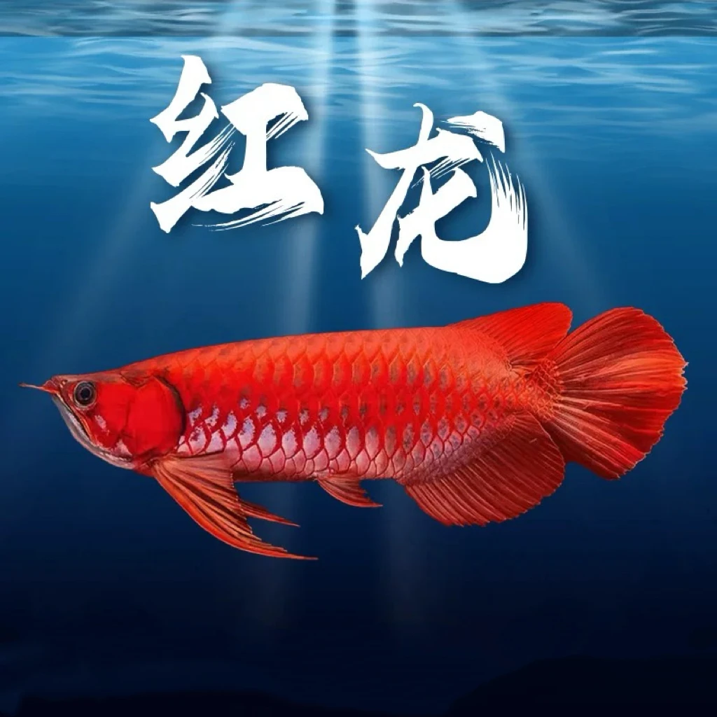 印尼纯血统红龙鱼超血红龙小鱼高端观赏鱼辣椒红龙鱼苗中大型淡水