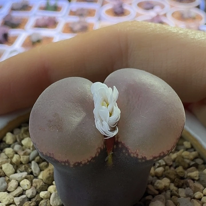 27号团团c10一年苗主题母本一物一拍