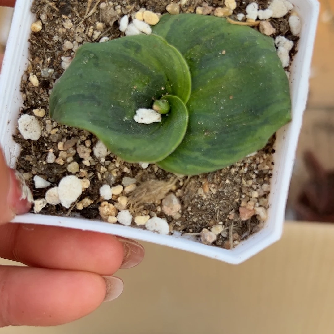 闹***心多肉植物多肉植物