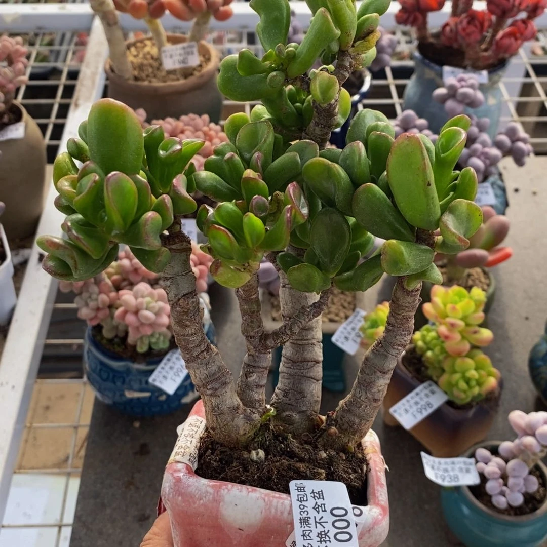 吸财树1000/10cm多肉